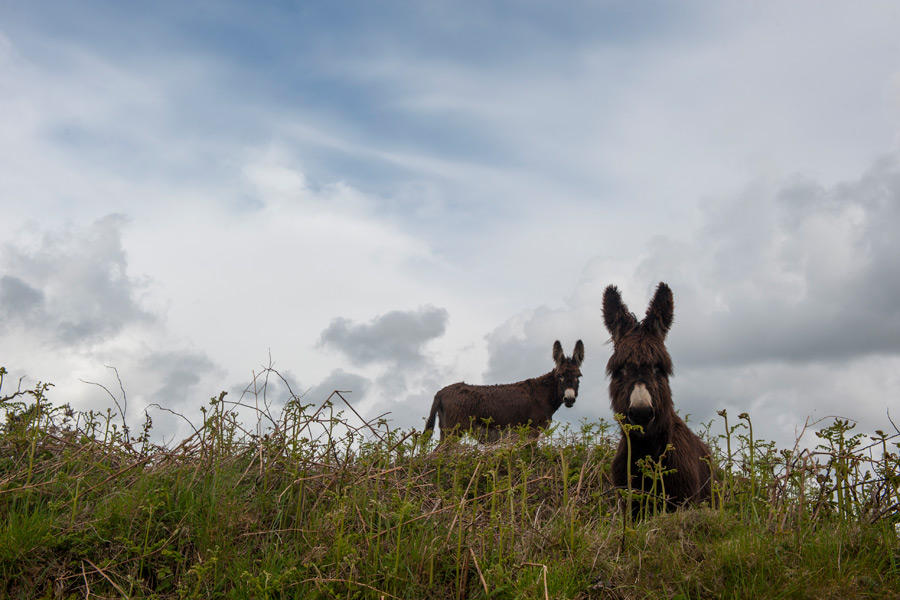 cashelfean-holiday-houses-donkeys-landscape-900x600