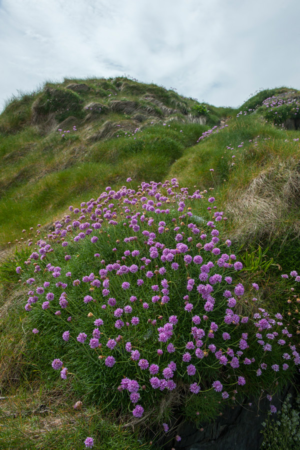 cashelfean-holiday-housesl-west-cork-landscape-wild-flowers-900x600