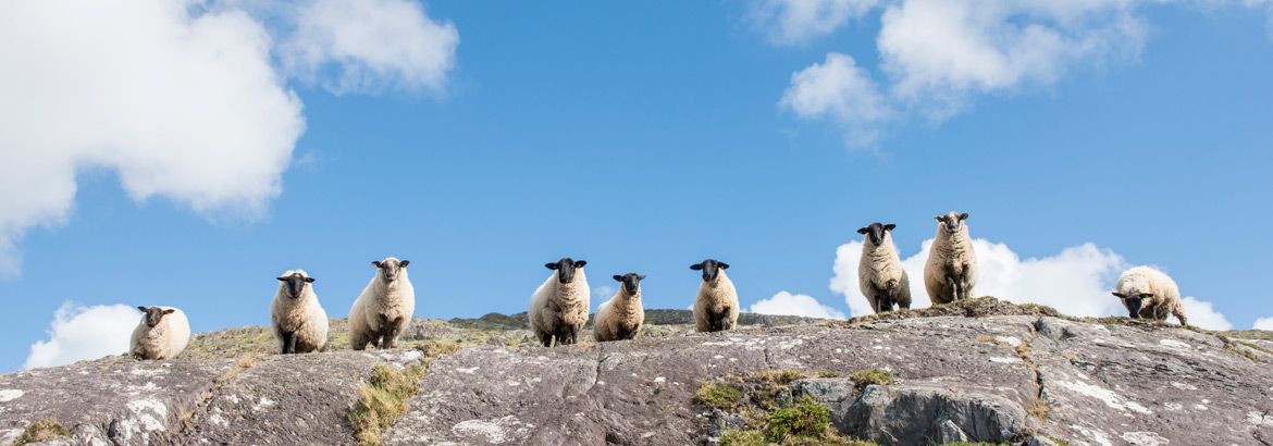 cashelfean-holiday-houses-flock-sheep-1170x410